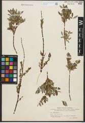 Foto von Salix repens L.